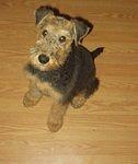 Scruffy the fluffy Airedale :)