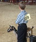 Goatie is happy to take a break from having strangers pull on her teets!