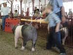 Pig walkin' is a fast paced activity!