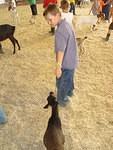 That's one stubborn-assed goat!