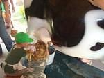 Milk that cow!