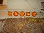 Pumpkins!